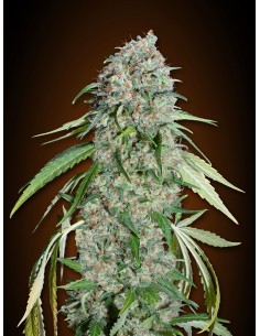 Chocolate Skunk CBD 2