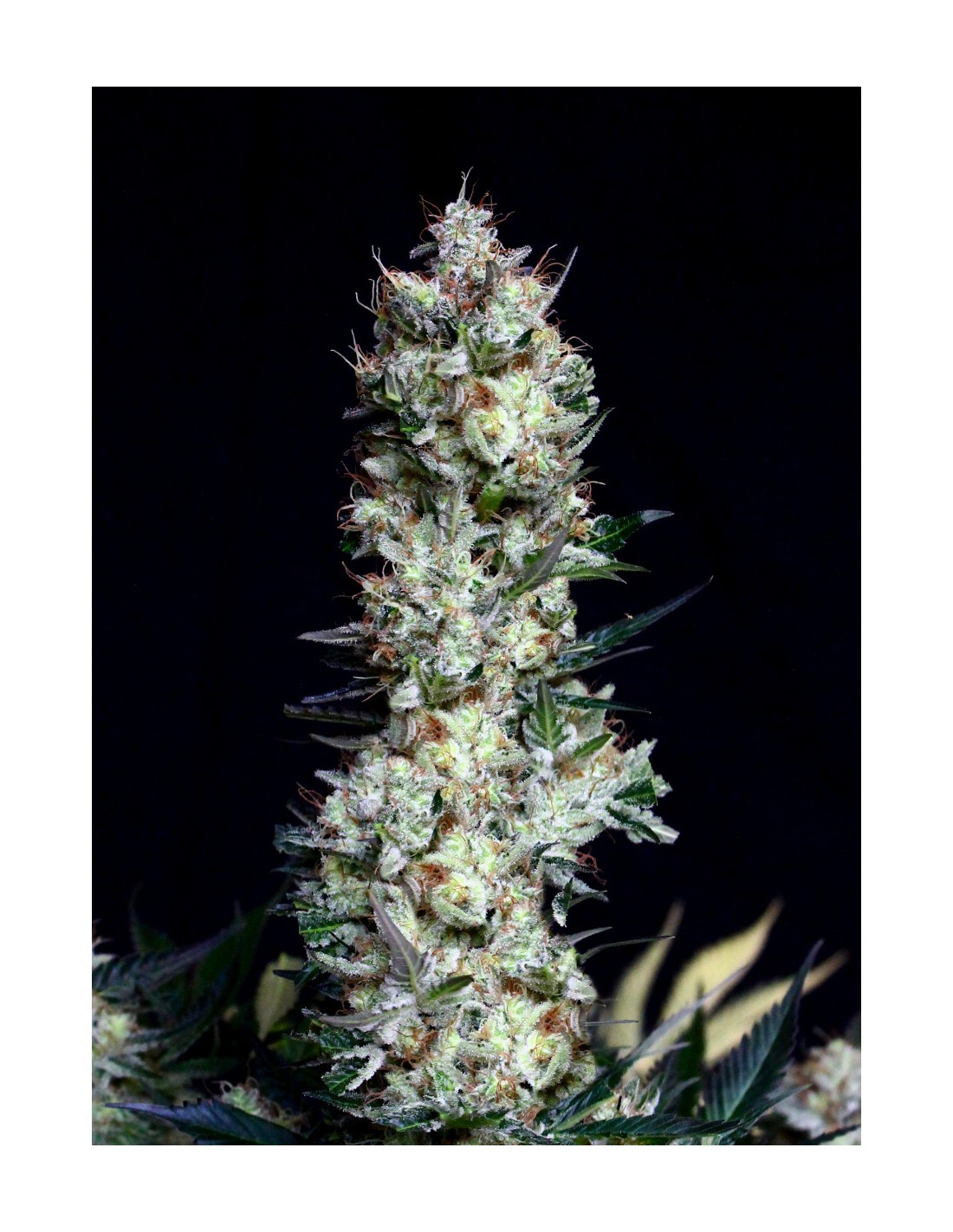 Rittus Haze strain > Absolute Cannabis Seeds ▷ THC > 20%