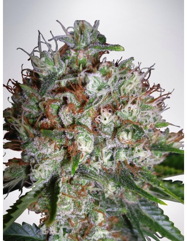 Big Bud XXL von Ministry of Cannabis Hanfsamen | Oaseeds