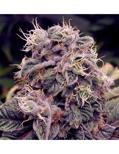 Blueberry (Oaseeds) Bulk Cannabis Seeds | Up To 30% Off