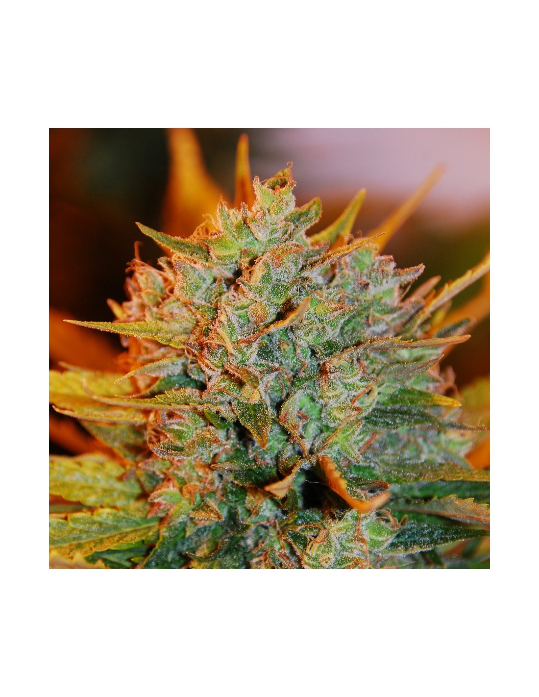 Gigabud (G13 Labs) Feminized Seeds | Up To 30% Off