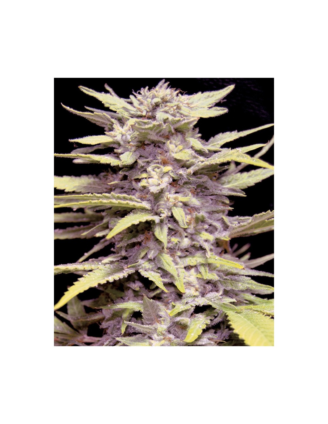 Buy Blueberry Gum from G13 Labs - Oaseeds