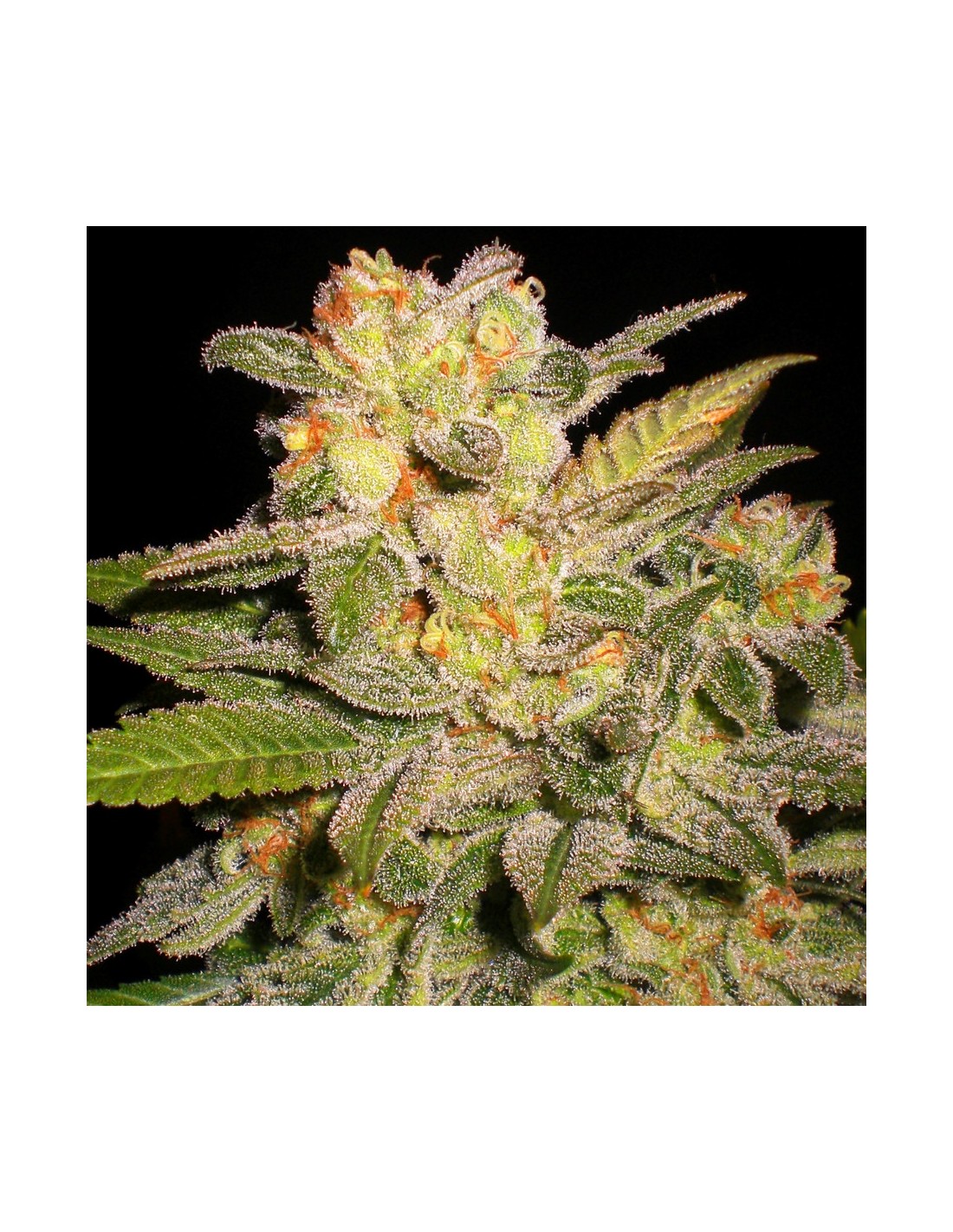 Buy NL Automatic from G13 Labs - Oaseeds