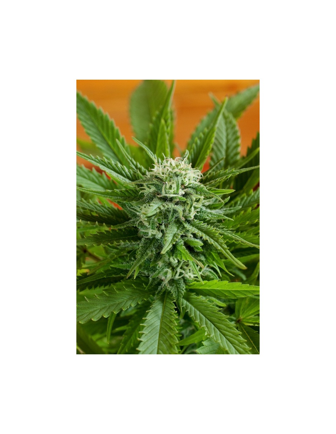 Buy Pineapple Express Auto from G13 Labs - Oaseeds