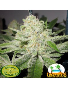 Ghost Rider OG 2