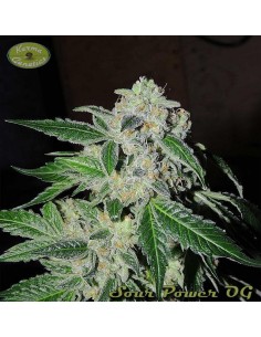 Sour Power OG 2