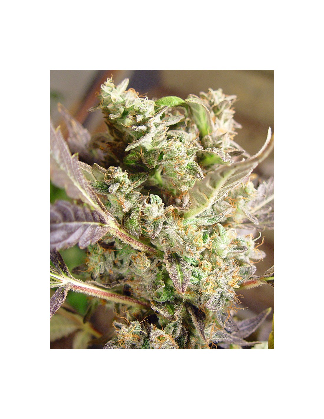 Somango (Soma Sacred Seeds) Regular Cannabis Seeds - Oaseeds