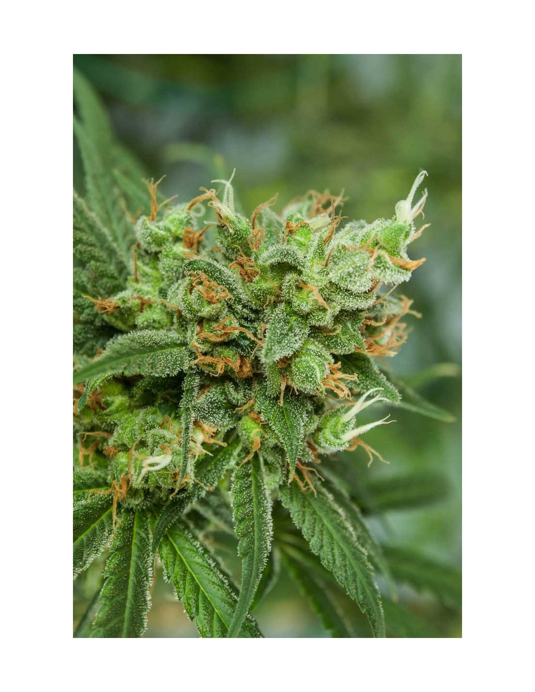 Buy TGA Subcool Seeds Strawberry Daiquiri Cannabis Seeds