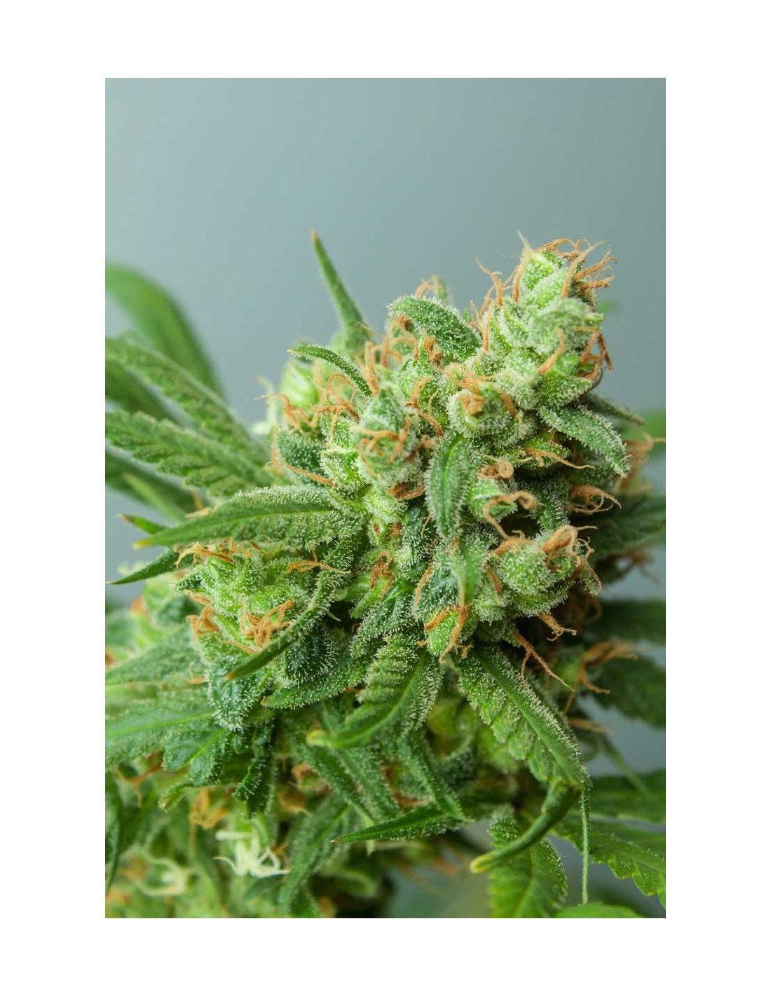 Buy TGA Subcool Seeds Strawberry Daiquiri Cannabis Seeds