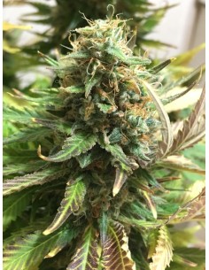 Buy Blue Monster - Cannabis Seeds