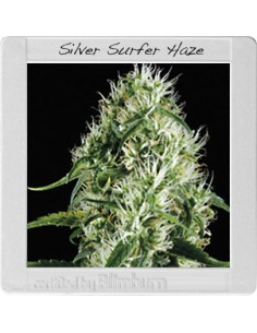 Silversurfer Haze 2