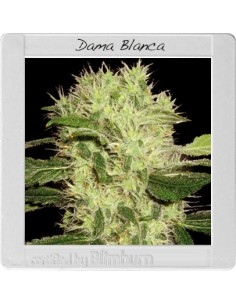 Dama Blanca 2
