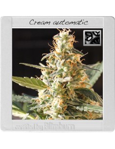 Cream Automatic 2