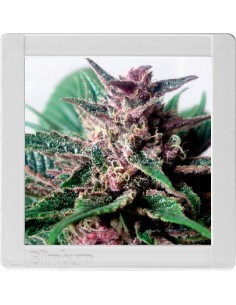 Grizzly Purple Kush 2