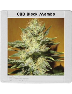Mamba Negra CBD 2