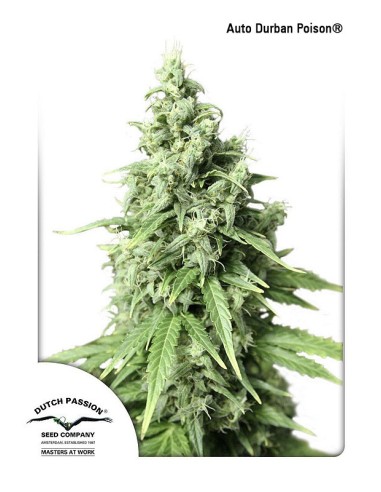 Buy Auto Durban Poison from Dutch Passion Seeds - Oaseeds