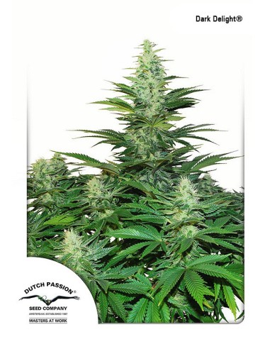 Buy Dark Delight from Dutch Passion Seeds - Oaseeds