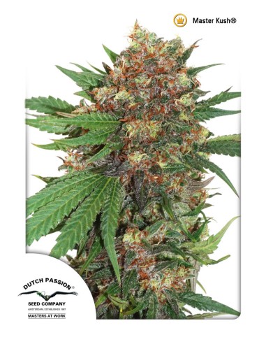 Buy Master Kush from Dutch Passion Seeds - Oaseeds