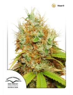 Gorilla Ghost strain >>> BSF Seeds ▷▷▷ THC > 20%