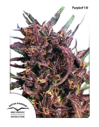Buy Purple 1 from Dutch Passion Seeds - Oaseeds
