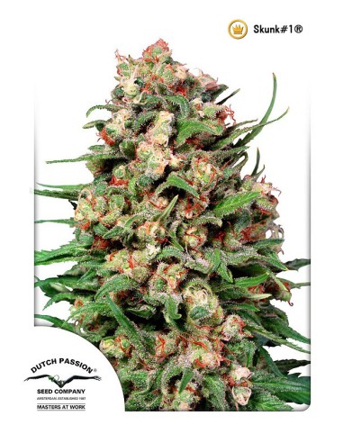 Buy Skunk 1 from Dutch Passion Seeds - Oaseeds