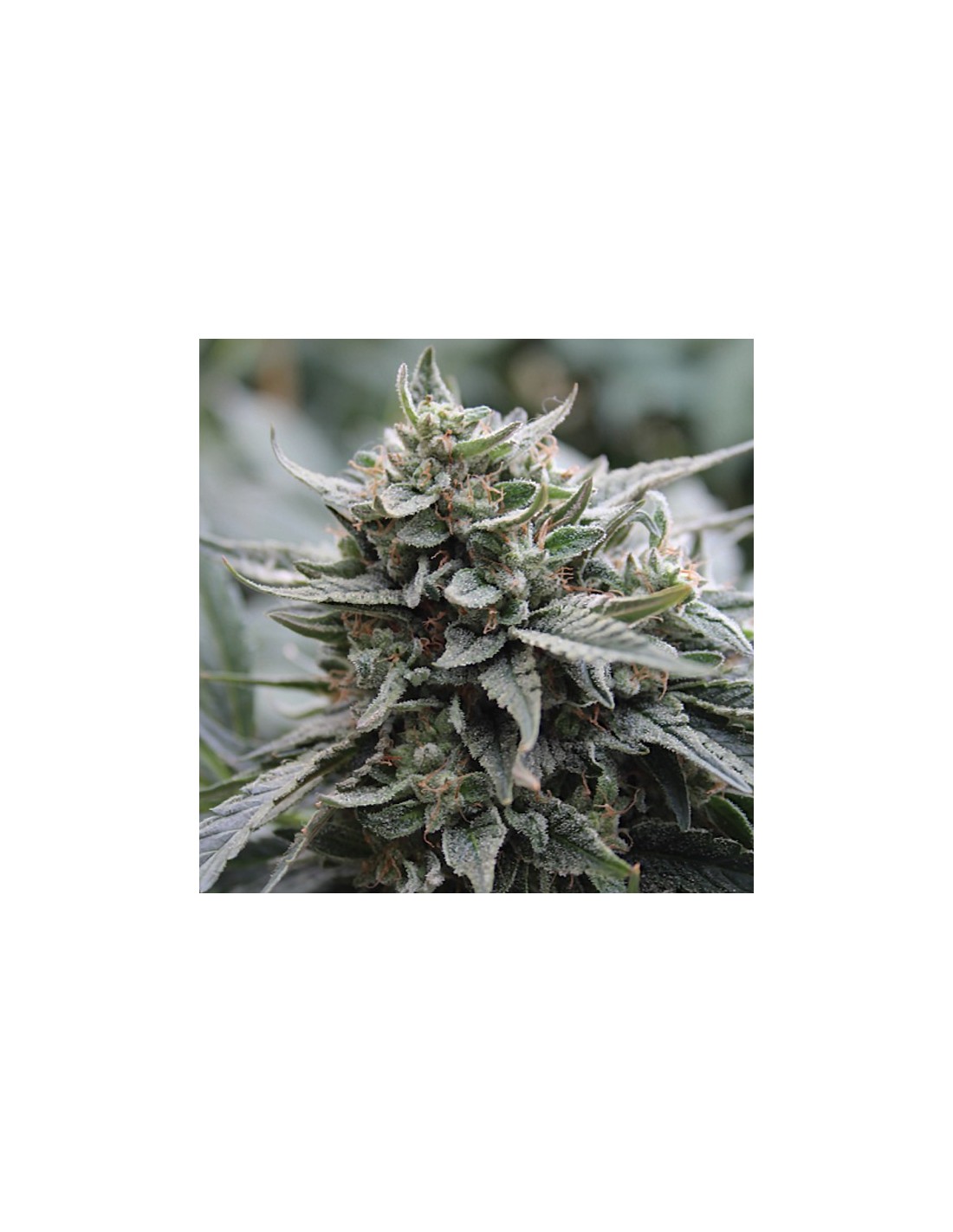Lemon Head (Dark Horse Genetics) Regular Cannabis Seeds