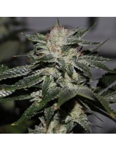 Original Bruce Banner