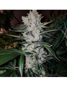 Original Gorilla Glue 4