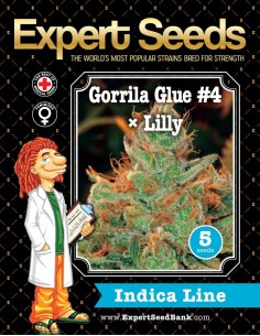 Gorrila Glue 4 × Lilly 2