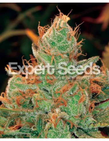 Gorilla x Lilly (Expert Seeds) Graines Cannabis Féminisées