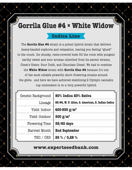 Gorrila Glue 4 × White Widow