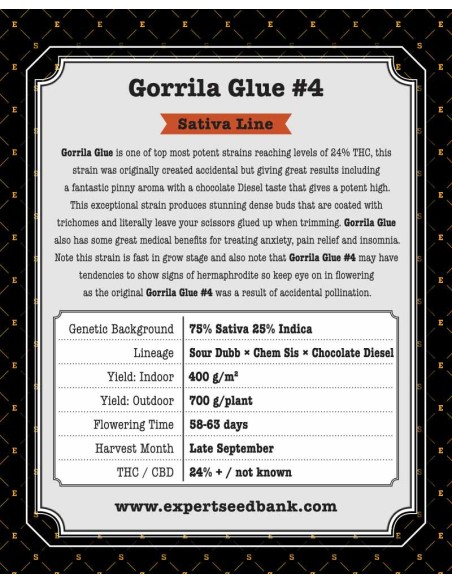 Gorrila Glue 4