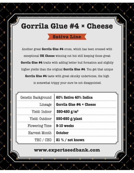 Gorrila Glue 4 × Cheese