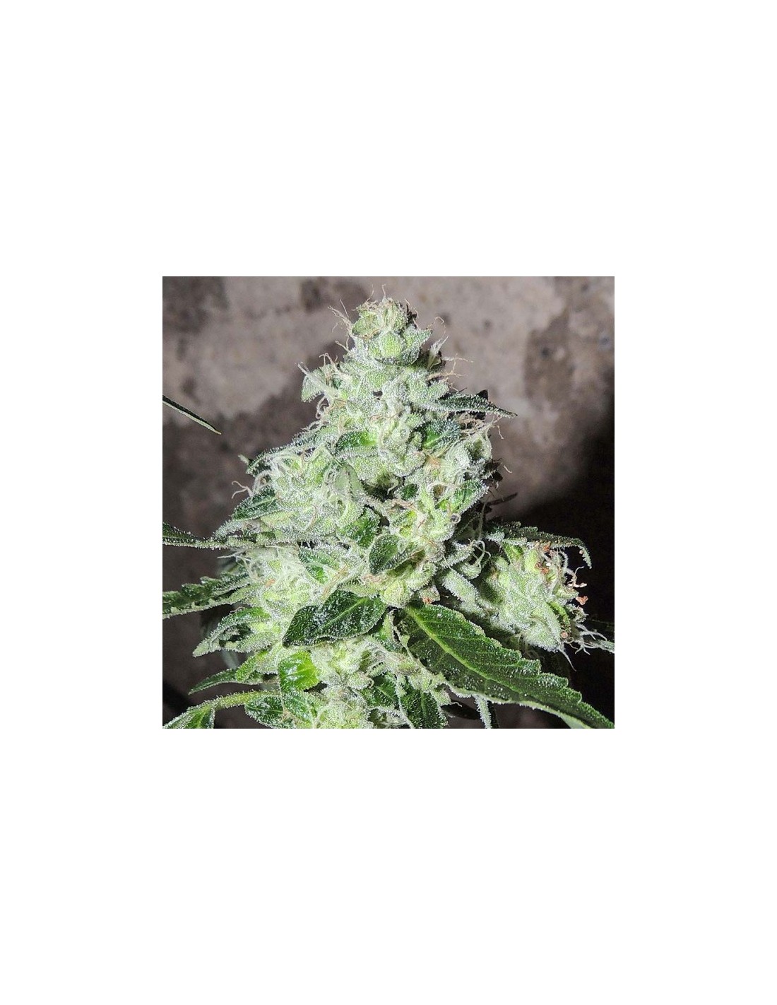 Headbanger (Karma Genetics) Regular Cannabis Seeds - Oaseeds