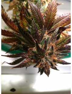 Purple Strawberry Bliss 2