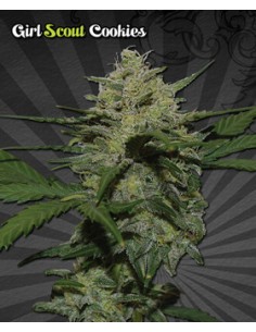 Girl Scout Cookies Auto 2