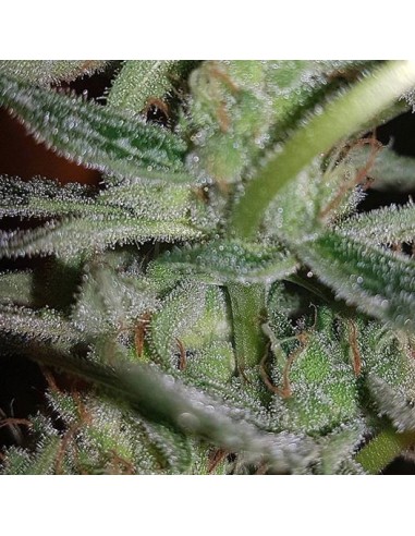 silverback strain genetics