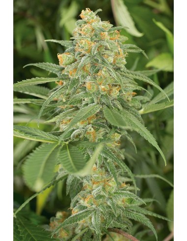 Buy Green Crack from Humboldt Seed Organization - Oaseeds