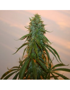 Chocolate Thainapple