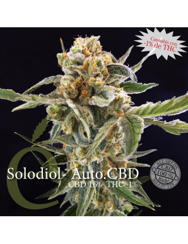Solodiol Auto CBD (Elite Seeds) Semillas Autoflorecientes