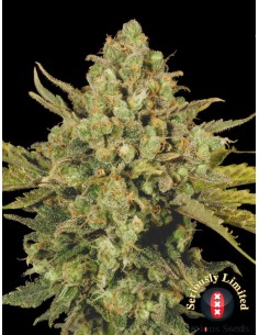 CBD Enriched Warlock 2