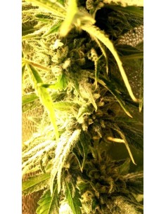 Bubblegum Hash Plant 2