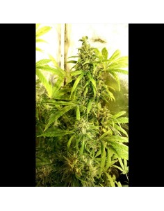 Bubblegum Hash Plant