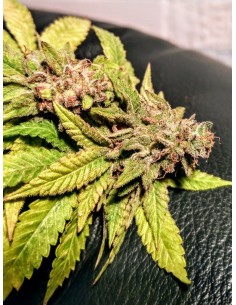 Mint Chocolate Banana's