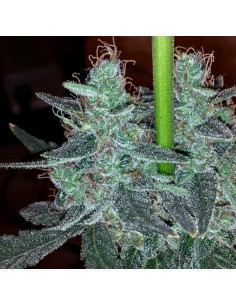 Strawberry Bubba Diesel