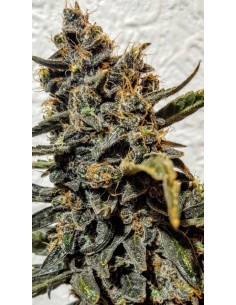 Strawberry Bubba Diesel 2