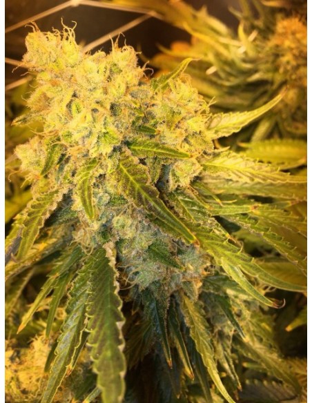 Thunderbud (Holy Smoke Seeds) Feminized Seeds | On Sale!