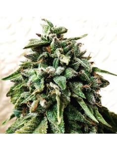 OG Strawberry Starkiller