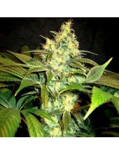 Sour Blackberry Diesel