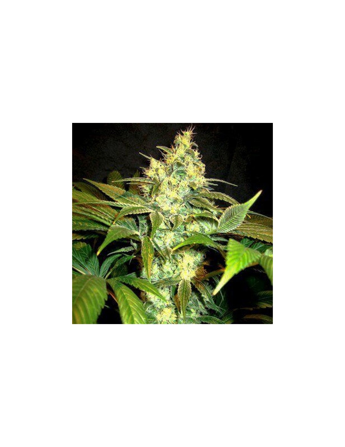 Buy Holy Smoke Seeds Sour Blackberry Diesel - Cannabis Seeds